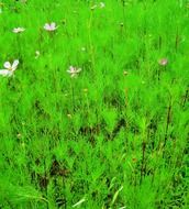 wildflowers floral flowers plants