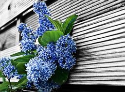blue flowers by the wall