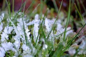 ice on grass winter frost nature