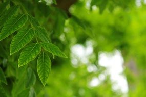summer leaves green light stains