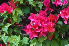 bougainvillea flowers pink green