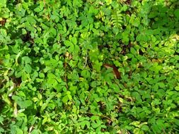plants greens texture leaf foliage