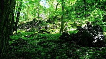 trees tree vegetation green shrubs
