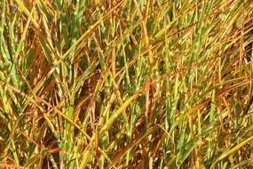 grass selloana background pattern