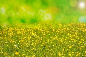 background with spring meadow