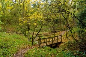autumn in the forest
