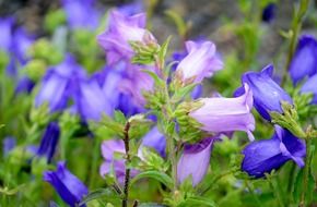 harebells flower nature macro red