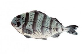 fish isolated white background art