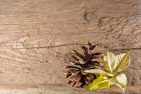 wood background poinsettia blossom