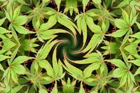 green leaves tree maple hemp