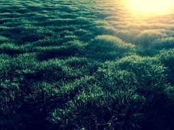 grass sunset texture
