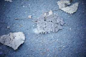 leaves on the ground