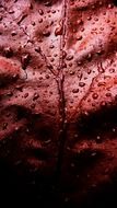 red leaf water drops droplets