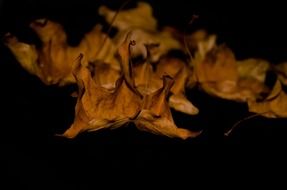 dried autumn leaves on a black background