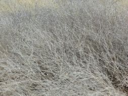 grass dry gray background field