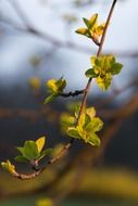 young tree leaves in spring