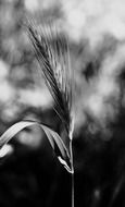 stem nature plants black and white