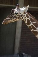 giraffe neck animals animal world