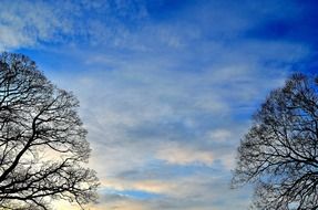 background sky trees landscape