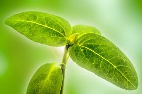 plant flower leaves leaf green