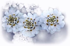 white flowers on a white background