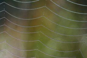 background cobweb dew drop
