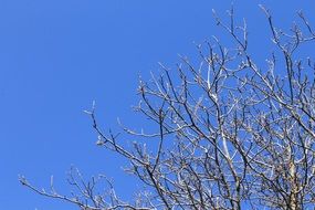 sky background blue branches trees