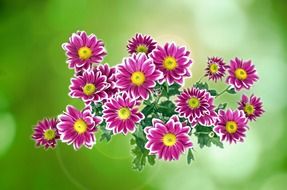 purple flowers on a green background