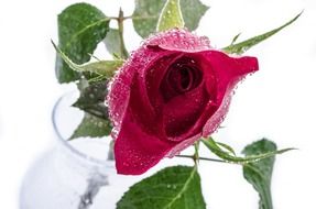 wet rose in the vase