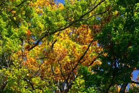 autumn background beech brown colorful leaves