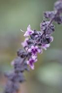 nature shrub blossom bloom close