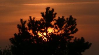 tree silhouette black sunset