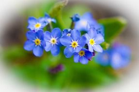 blue spring flowers on a blurred background