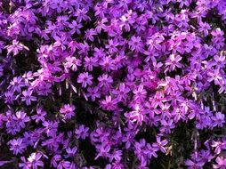 flowers purple