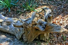 driftwood marine debris beach