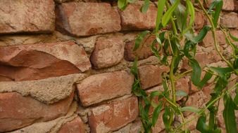 brick wall ivy background red