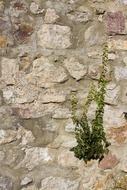 natural stone wall brick