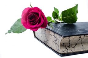 isolated book and rose