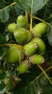 green acorns background season
