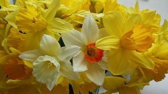 narcissus yellow flower spring