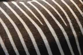 zebra texture nature stripes