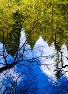 reflection water branches branch