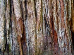 red wood bark tree nature