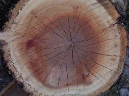 wood annual rings tree pattern