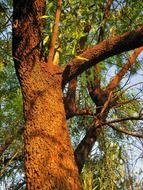 tree bark textured sunlight