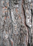 bark troco pine texture wood