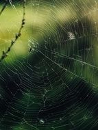 spider web insect outdoors