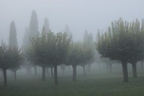 mist cypress atmosphere background