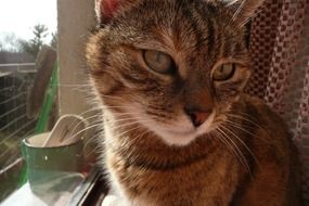 domestic cat relaxing on the windowsill