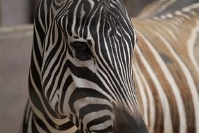 zebra close up animals african